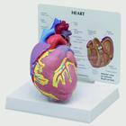 Modello di cuore, 1019529, Modelli di Cuore e Apparato Circolatorio