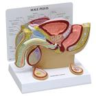 Modello di pelvi maschili con testicoli, 1019565, Modelli di Pelvi e Organi genitali