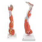 Set di anatomia Arti con muscoli, 8000841, Modelli di Muscolatura