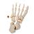 Metà scheletro, non
montato - 3B Smart Anatomy, 1020156 [A04/1], Modelli di scheletro smontabili (Small)