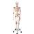 Scheletro Sam A13 - Versione di lusso, su cavalletto in metallo con 5 rotelle - 3B Smart Anatomy, 1020176 [A13], PON Biologia - Laboratorio di Anatomia umana (Small)