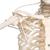 Scheletro Feldi A15/3S, lo scheletro funzionale su cavalletto in metallo da appendere con 5 rotelle - 3B Smart Anatomy, 1020180 [A15/3S], Modelli di Scheletro a grandezza naturale (Small)