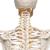 Scheletro Fred A15, lo scheletro flessibile su cavalletto metallico con 5 rotelle - 3B Smart Anatomy, 1020178 [A15], Modelli di Scheletro a grandezza naturale (Small)