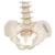 Mini colonna vertebrale, elastica - 3B Smart Anatomy, 1000042 [A18/20], Mini-Scheletro (Small)