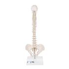 Mini colonna vertebrale, elastica, su stativo - 3B Smart Anatomy, 1000043 [A18/21], Mini-Scheletro