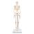 Mini scheletro „Shorty“, su base - 3B Smart Anatomy, 1000039 [A18], Mini-Scheletro (Small)