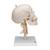 Cranio, modello classico, con vertebre cervicali, in 4 parti - 3B Smart Anatomy, 1020160 [A20/1], Modelli di vertebre (Small)