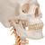 Cranio, modello classico, con vertebre cervicali, in 4 parti - 3B Smart Anatomy, 1020160 [A20/1], Modelli di vertebre (Small)