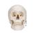Cranio, modello classico, con cervello, in 8 parti - 3B Smart Anatomy, 1020162 [A20/9], Modelli di Cranio (Small)