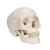 Cranio, modello classico, con cervello, in 8 parti - 3B Smart Anatomy, 1020162 [A20/9], Modelli di Cranio (Small)