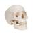 Cranio, modello classico, in 3 parti - 3B Smart Anatomy, 1020159 [A20], Modelli di Cranio (Small)