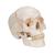 Cranio, modello classico, in 3 parti - 3B Smart Anatomy, 1020165 [A21], Modelli di Cranio (Small)