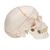 Cranio, modello classico, in 3 parti - 3B Smart Anatomy, 1020165 [A21], Modelli di Cranio (Small)
