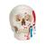 Cranio, modello classico, dipinto, in 3 parti - 3B Smart Anatomy, 1020168 [A23], Modelli di Cranio (Small)