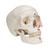 Cranio, modello classico, dipinto, in 3 parti - 3B Smart Anatomy, 1020168 [A23], Modelli di Cranio (Small)