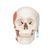 Cranio, modello classico, con muscolatura masticatoria, in 2 parti - 3B Smart Anatomy, 1020169 [A24], Modelli di Cranio (Small)