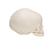 Cranio di feto - 3B Smart Anatomy, 1000057 [A25], Modelli di Cranio (Small)