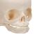 Cranio di feto - 3B Smart Anatomy, 1000057 [A25], Modelli di Cranio (Small)