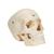 BONElike Cranio - cranio osseo, in 6 parti - 3B Smart Anatomy, 1000062 [A281], Modelli di Cranio (Small)
