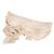 BONElike Cranio - cranio osseo, in 6 parti - 3B Smart Anatomy, 1000062 [A281], Modelli di Cranio (Small)