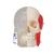 BONElike Cranio - cranio combinato, trasparente/osseo, in 8 parti - 3B Smart Anatomy, 1000063 [A282], Modelli di Cranio (Small)
