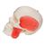 BONElike Cranio - cranio combinato, trasparente/osseo, in 8 parti - 3B Smart Anatomy, 1000063 [A282], Modelli di Cranio (Small)