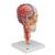 BONElike Cranio - cranio didattico di lusso, in 7 parti - 3B Smart Anatomy, 1000064 [A283], Modelli di vertebre (Small)