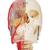 BONElike Cranio - cranio didattico di lusso, in 7 parti - 3B Smart Anatomy, 1000064 [A283], Modelli di Colonna Vertebrale (Small)