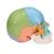 Cranio Scomponibile Versione Didattica in 22 parti - 3B Smart Anatomy, 1023540 [A291], PON Biologia - Laboratorio di Anatomia umana (Small)