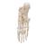Scheletro del piede su filo metallico - 3B Smart Anatomy, 1019355 [A30], Modelli di scheletro del piede e della gamba (Small)