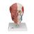 Cranio con muscolatura facciale - 3B Smart Anatomy, 1020181 [A300], Modelli di Muscolatura (Small)