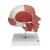 Cranio con muscolatura facciale - 3B Smart Anatomy, 1020181 [A300], Modelli di Muscolatura (Small)