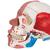 Cranio con muscolatura facciale - 3B Smart Anatomy, 1020181 [A300], Modelli di Cranio (Small)