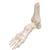 Scheletro del piede con parte della tibia e del perone, su filo metallico - 3B Smart Anatomy, 1019357 [A31], Modelli di scheletro del piede e della gamba (Small)