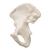 Ischio - 3B Smart Anatomy, 1019365 [A35/5], Modelli di scheletro del piede e della gamba (Small)