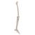 Scheletro della gamba con piede - 3B Smart Anatomy, 1019359 [A35], Modelli di scheletro del piede e della gamba (Small)