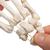 Scheletro della mano su filo di nylon, non fisso - 3B Smart Anatomy, 1019368 [A40/2], Modelli di scheletro della mano e del braccio (Small)
