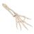 Scheletro della mano con avambraccio,  montaggio elastico - 3B Smart Anatomy, 1019369 [A40/3], Modelli di scheletro della mano e del braccio (Small)