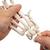 Scheletro della mano con avambraccio,  montaggio elastico - 3B Smart Anatomy, 1019369 [A40/3], Modelli di scheletro della mano e del braccio (Small)