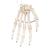 Scheletro della mano su filo metallico - 3B Smart Anatomy, 1019367 [A40], Modelli di scheletro della mano e del braccio (Small)