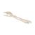 Scheletro della mano con avambraccio, su filo metallico - 3B Smart Anatomy, 1019370 [A41], Modelli di scheletro della mano e del braccio (Small)