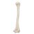 Omero - 3B Smart Anatomy, 1019372 [A45/1], Modelli di scheletro della mano e del braccio (Small)