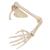 Scheletro del braccio con scapola e clavicola - 3B Smart Anatomy, 1019377 [A46], Modelli di scheletro della mano e del braccio (Small)