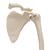 Scheletro del braccio con scapola e clavicola - 3B Smart Anatomy, 1019377 [A46], Modelli di scheletro della mano e del braccio (Small)