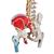 Colonna vertebrale flessibile classica dipinta, con tronchi del femore mobili e illustrazione dei muscoli - 3B Smart Anatomy, 1000123 [A58/3], Modelli di Colonna Vertebrale (Small)