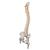 Colonna di lusso flessibile tronchi del femore - 3B Smart Anatomy, 1000126 [A58/6], Modelli di Colonna Vertebrale (Small)