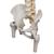Colonna di lusso flessibile tronchi del femore - 3B Smart Anatomy, 1000126 [A58/6], Modelli di Colonna Vertebrale (Small)