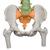Colonna vertebrale flessibile didattica con tronchi del femore - 3B Smart Anatomy, 1000129 [A58/9], Modelli di Colonna Vertebrale (Small)