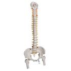 Colonna vertebrale flessibile molto robusta, con tronchi del femore - 3B Smart Anatomy, 1000131 [A59/2], Modelli di Colonna Vertebrale