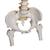 Colonna vertebrale flessibile molto robusta, con tronchi del femore - 3B Smart Anatomy, 1000131 [A59/2], PON Biologia - Laboratorio di Anatomia umana (Small)